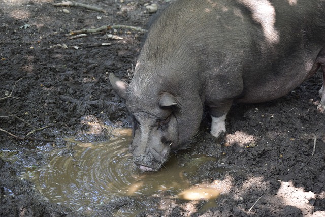 赛季罕见之 赛季罕见之