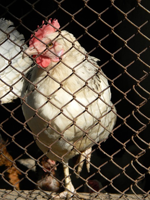 释放出明确 释放出明确